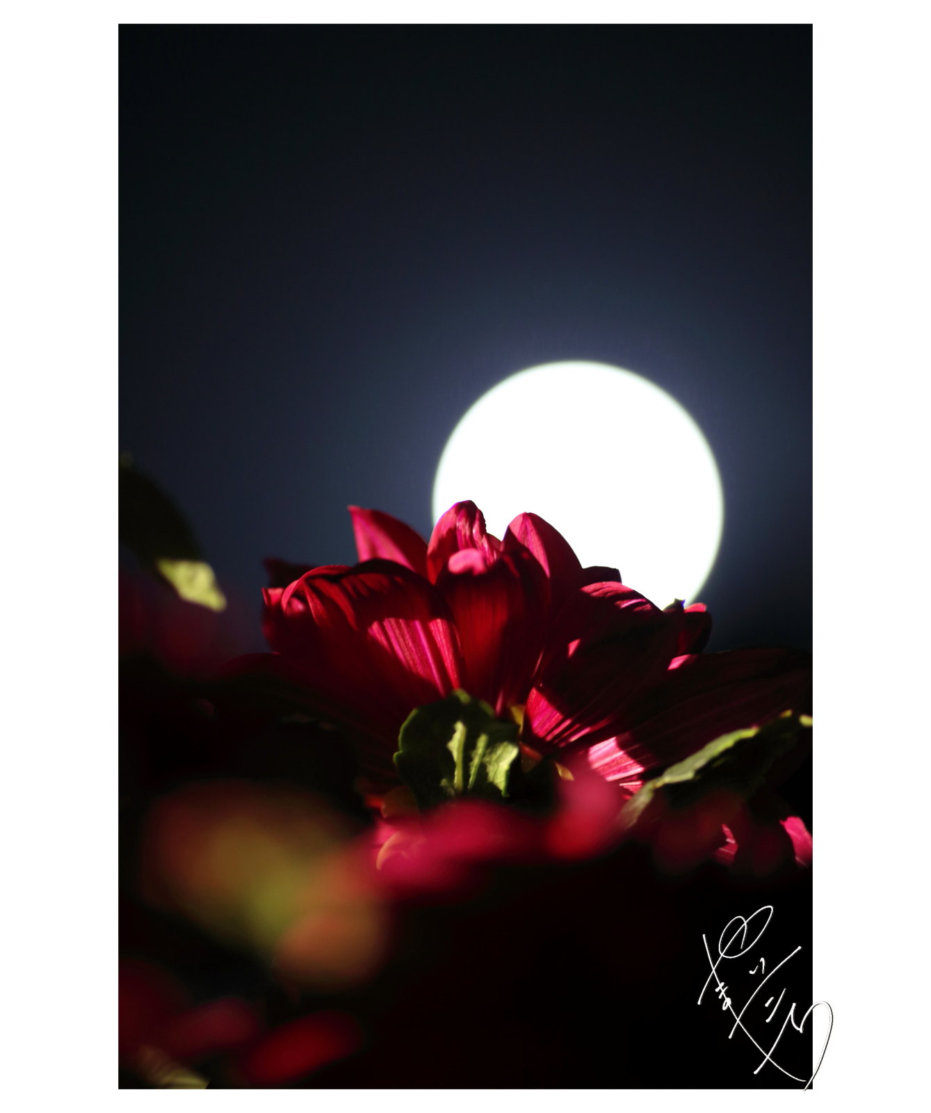 月夜のダリア image